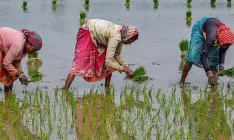 गेहूं की तरह बोएं धान, कम होगी लागत, उपज भी होगी बराबर