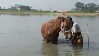 Photo of बांग्लादेश में समाज के दुश्मनों ने मददगार बुजुर्ग के घोड़े की हत्या की