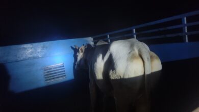 Photo of पुलिस मुठभेड़ में गौकशी गिरोह के दो सदस्य घायल