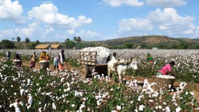 Photo of कृषि क्षेत्र में नई पहल: भारत सरकार ने कपास (Cotton) को भारत का ‘सफेद सोना’ बताते हुए 6 करोड़ किसानों की आजीविका के लिए नई फैक्टशीट जारी की