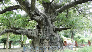 Photo of यूपी में फिर लौटेंगे ‘दादी-नानी’ के जमाने वाले वो चमत्कारी पेड़! कैथा, खिरनी से लेकर बड़हल तक… विलुप्त हो रही ‘वन विरासत’ को जिंदा करने का बड़ा मास्टरप्लान